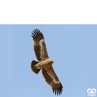 گونه عقاب صحرایی Aquila nipalensis